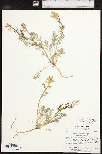 Corydalis curvisiliqua image