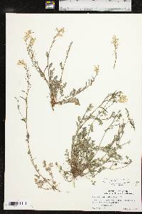 Corydalis micrantha subsp. micrantha image