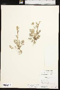 Corydalis micrantha image