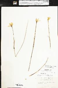 Zephyranthes chlorosolen image