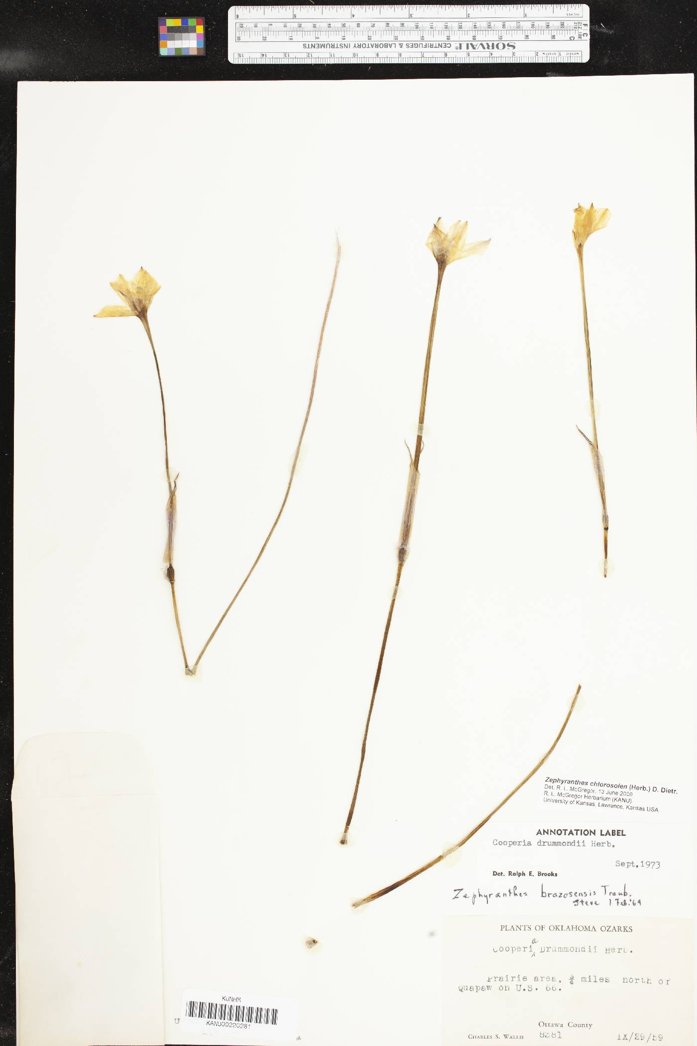 Zephyranthes chlorosolen image