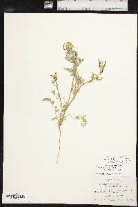 Corydalis aurea image