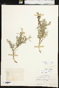 Corydalis aurea image