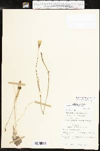 Zephyranthes chlorosolen image