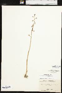 Corallorhiza wisteriana image