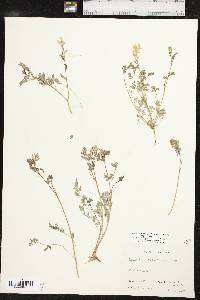 Corydalis micrantha image