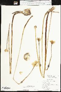 Zephyranthes chlorosolen image