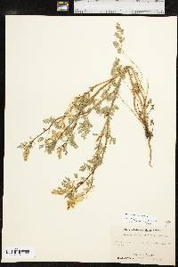 Corydalis crystallina image