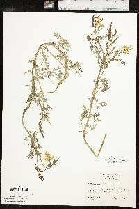 Corydalis aurea image