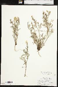 Corydalis curvisiliqua image