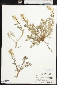 Corydalis aurea image