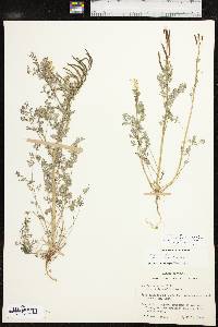 Corydalis curvisiliqua image