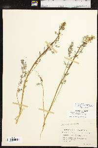 Corydalis aurea subsp. occidentalis image