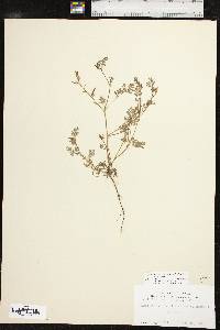 Corydalis micrantha subsp. micrantha image