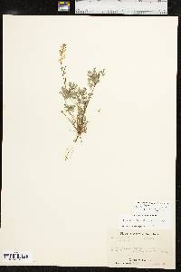 Corydalis micrantha image