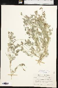 Corydalis micrantha image