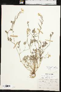 Corydalis micrantha image