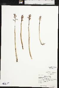 Corallorhiza wisteriana image