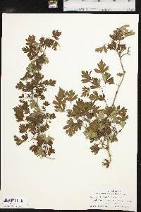 Crataegus marshallii image