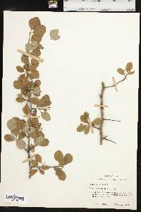 Crataegus viridis image
