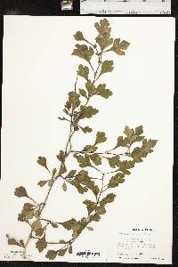 Crataegus spathulata image