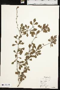 Crataegus spathulata image