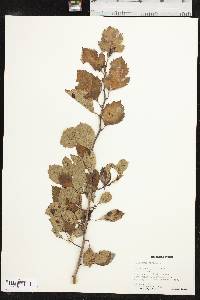Crataegus viridis image