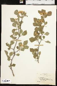 Crataegus viridis image