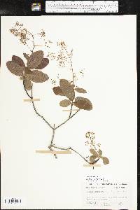 Cotinus obovatus image