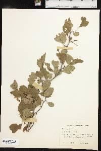 Crataegus viridis image