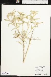Croton capitatus image
