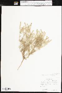 Cryptantha crassisepala var. elachantha image