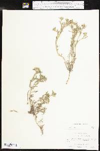 Cryptantha minima image