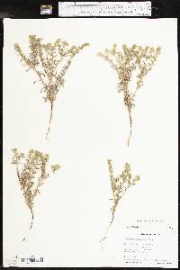 Cryptantha minima image