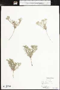 Cryptantha minima image