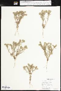 Cryptantha minima image