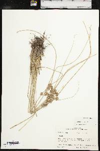 Cyperus elegans image