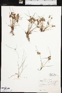 Cyperus squarrosus image