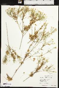 Cuscuta cuspidata image