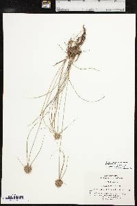 Cyperus lupulinus image