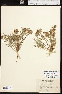 Cymopterus glomeratus image