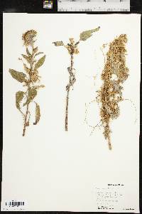 Cuscuta cuspidata image