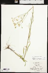 Cuscuta indecora image