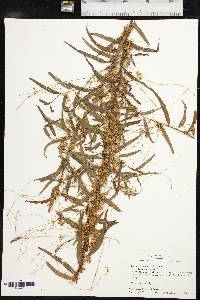 Cuscuta cuspidata image