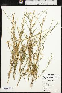 Cuscuta indecora image