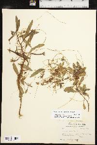 Cuscuta pentagona var. pentagona image