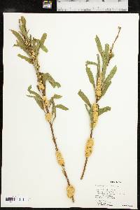 Cuscuta glomerata image