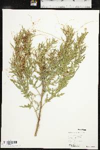 Cuscuta cuspidata image