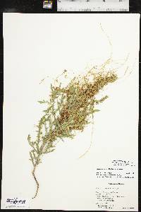 Cuscuta cuspidata image