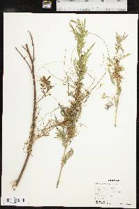 Cuscuta cuspidata image